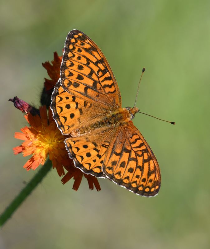 Atlantis Fritillary: Speyeria atlantis