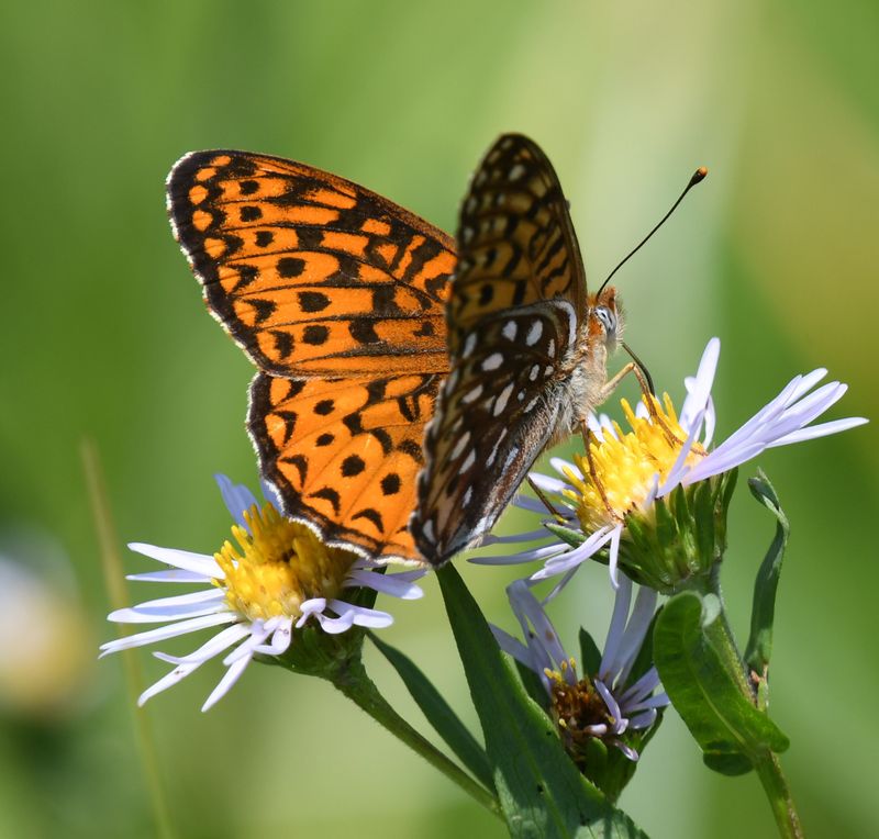 Atlantis Fritillary: Speyeria atlantis