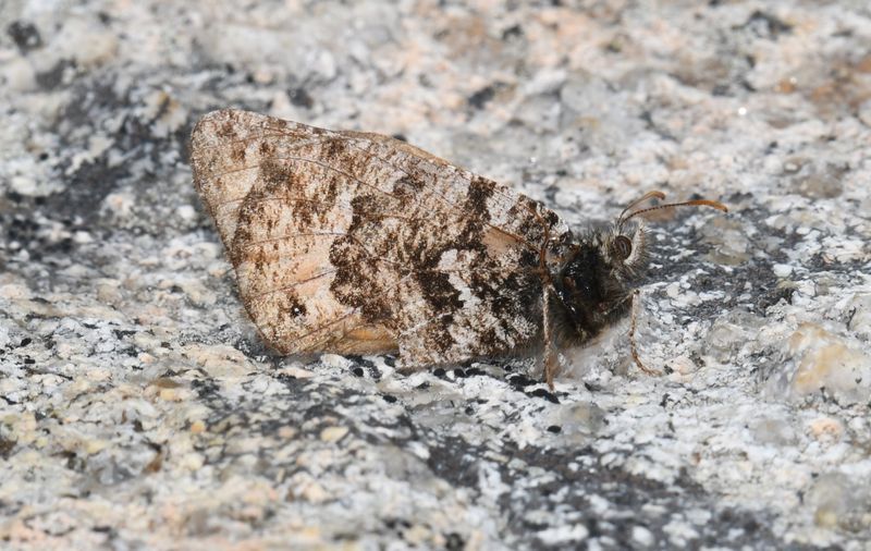 Chryxus Arctic: Oeneis chryxus