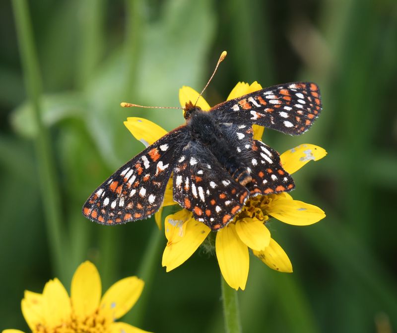 Anicia Checkerspot: Euphydryas anicia