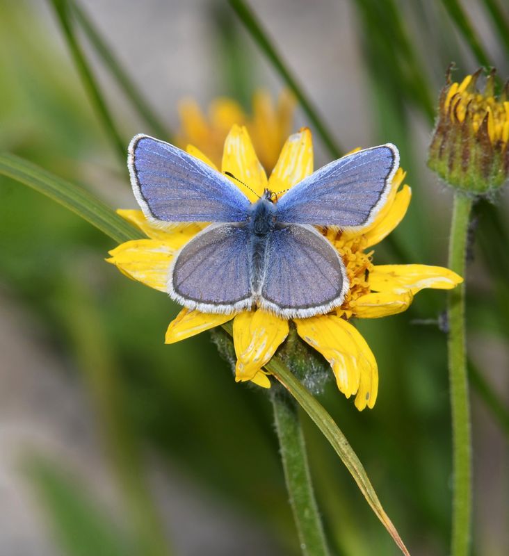 Anna's Blue: Plebejus anna