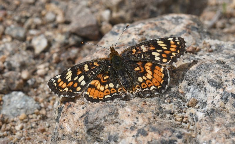 Field Crescent: Phyciodes pulchella