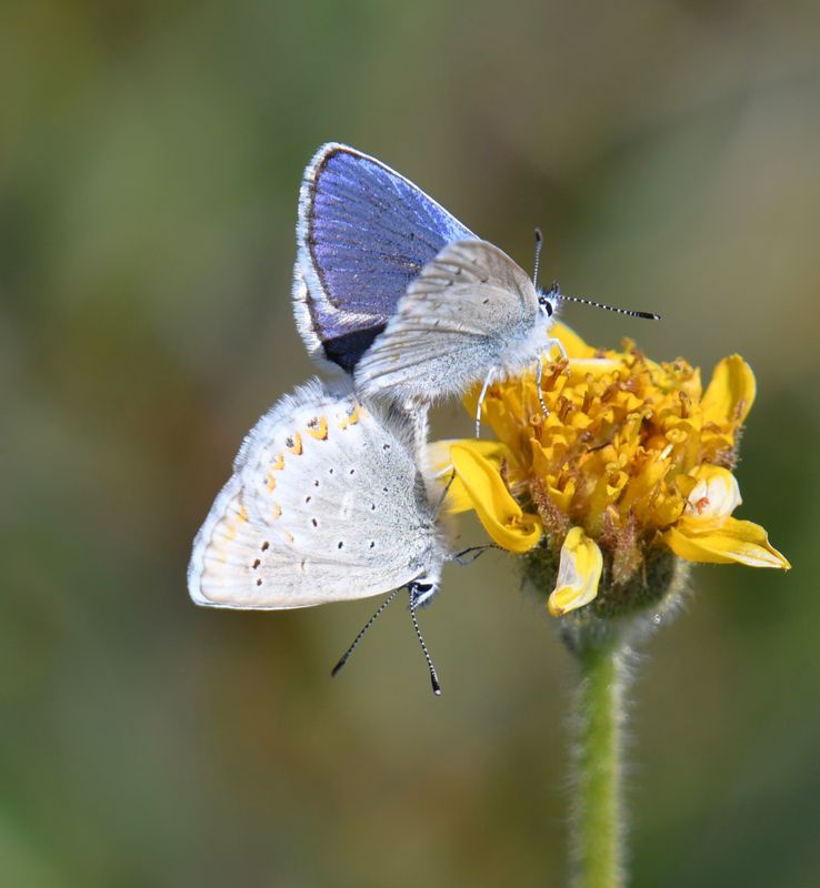 Anna's Blue: Plebejus anna