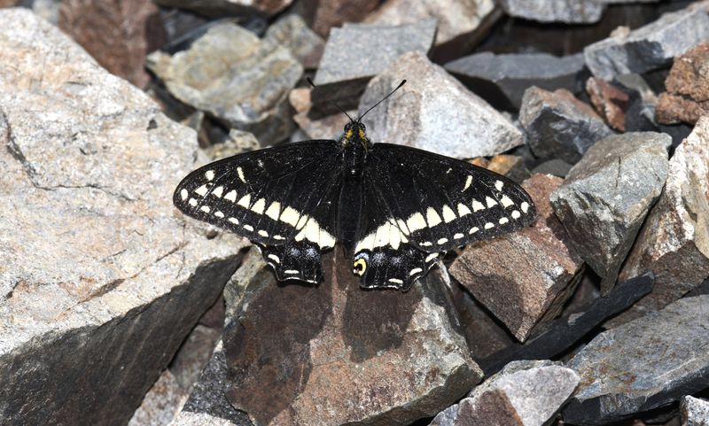 Indra Swallowtail: Papilio indra