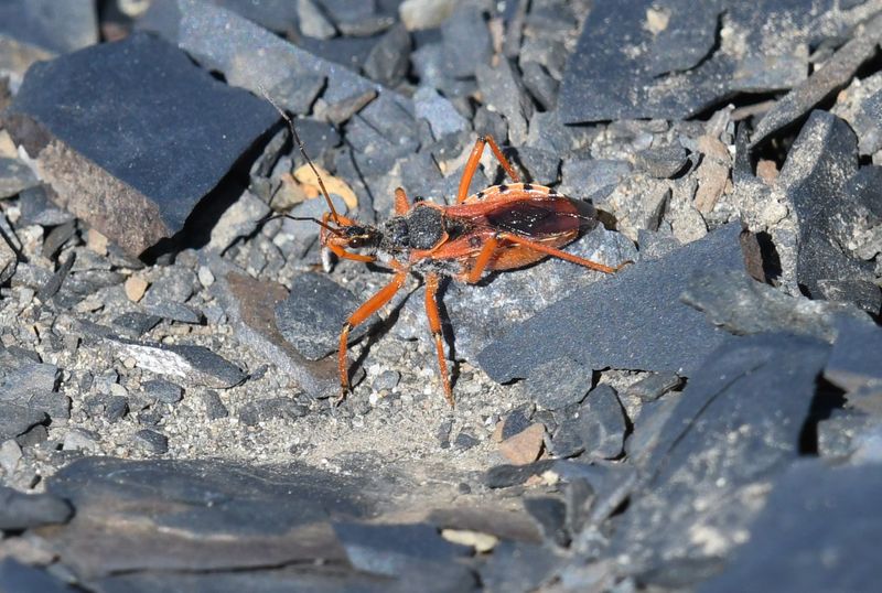 Assassin Bug