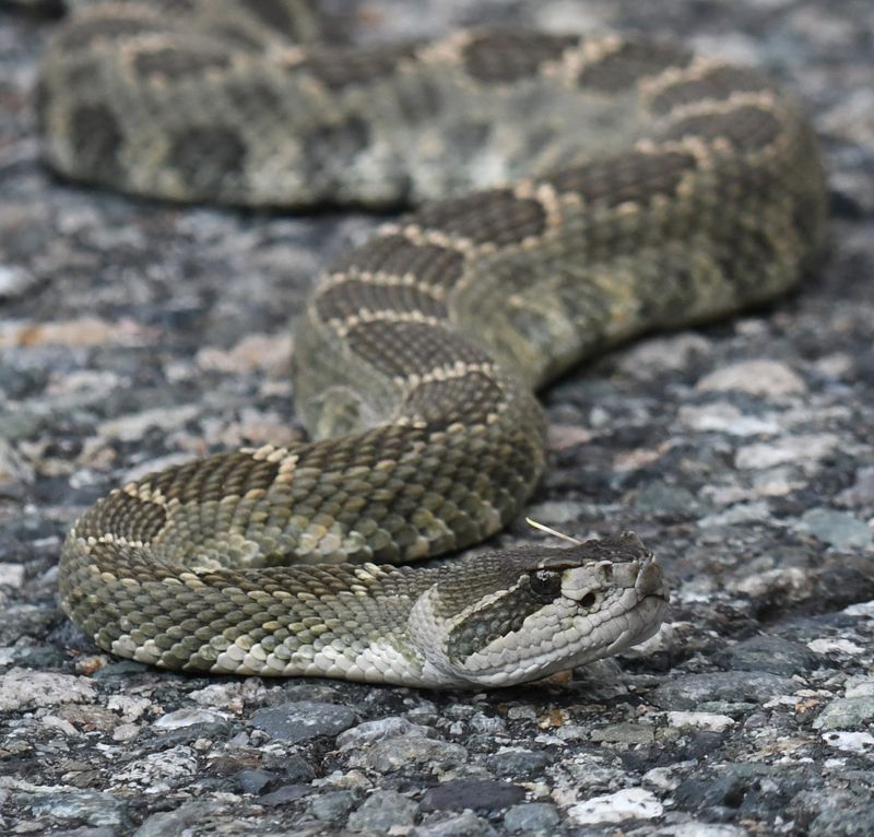 Rattlesnake, Northern Pacific