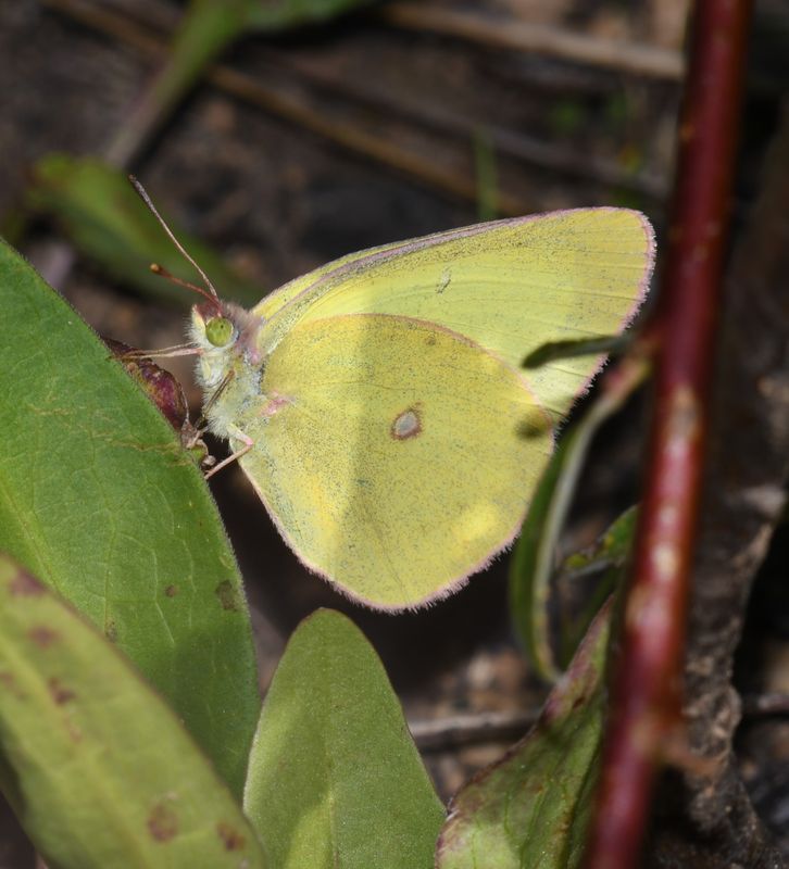 Sulphur, Pink-edged