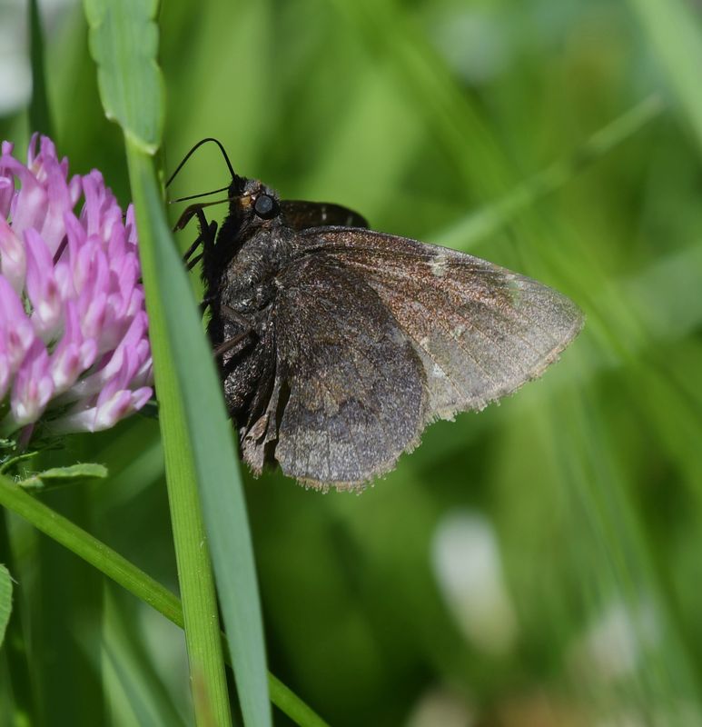Northern Cloudywing: Cecropterus pylades