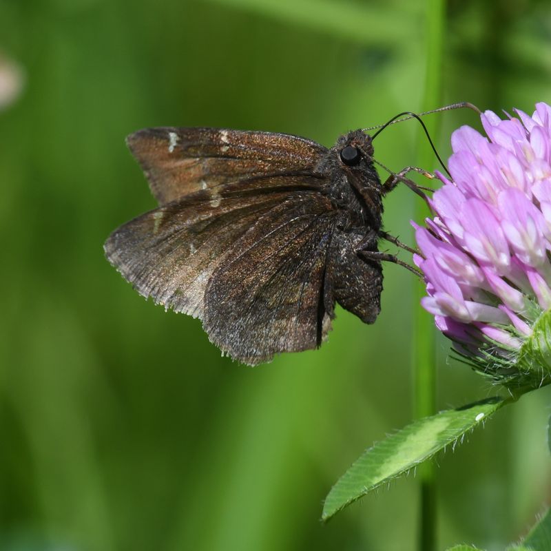 Northern Cloudywing: Cecropterus pylades