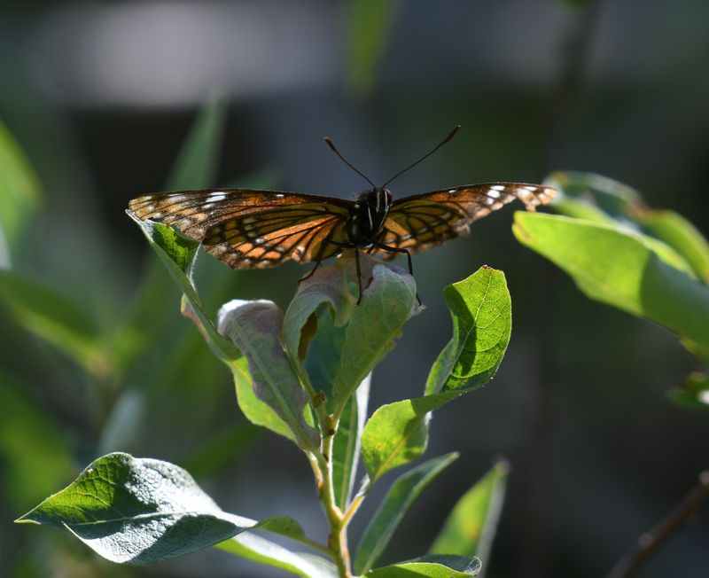Vicequin: Viceroy x Lorquin's Admiral