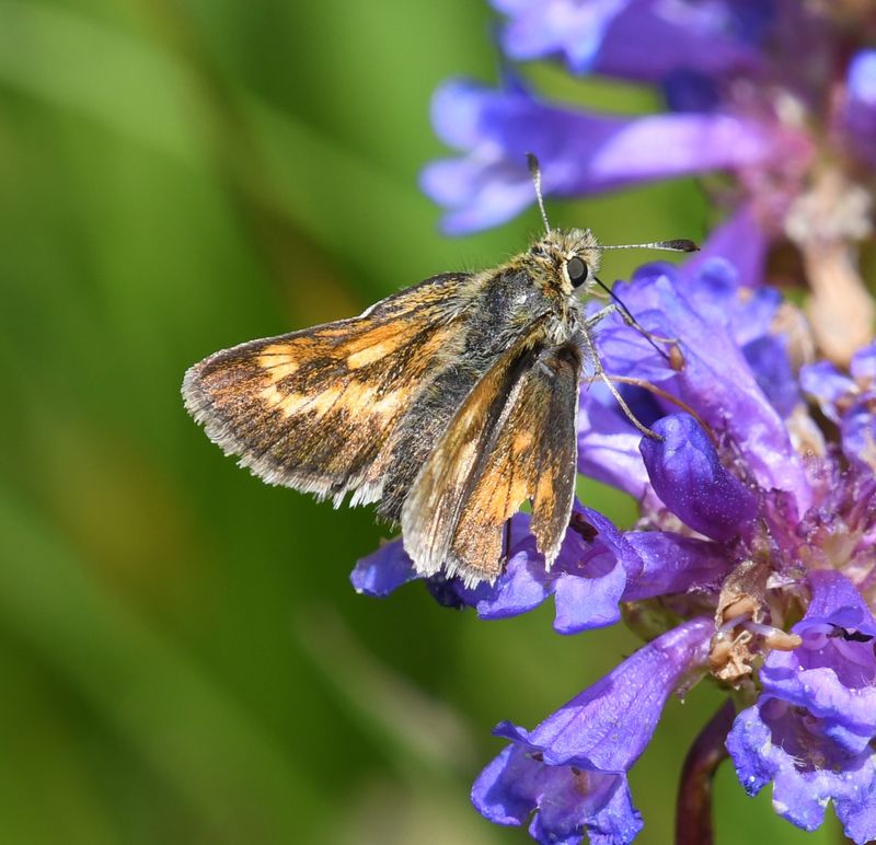 Mardon Skipper: Polites mardon