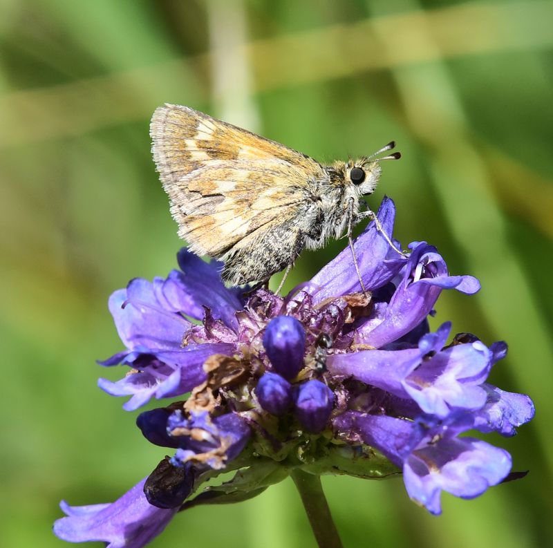 Mardon Skipper: Polites mardon