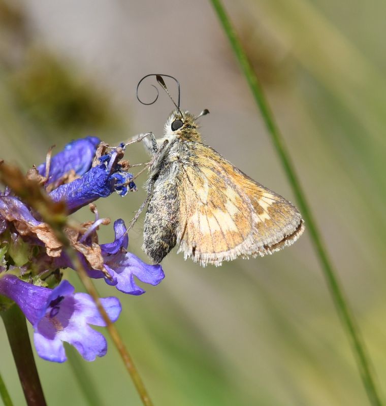 Mardon Skipper: Polites mardon