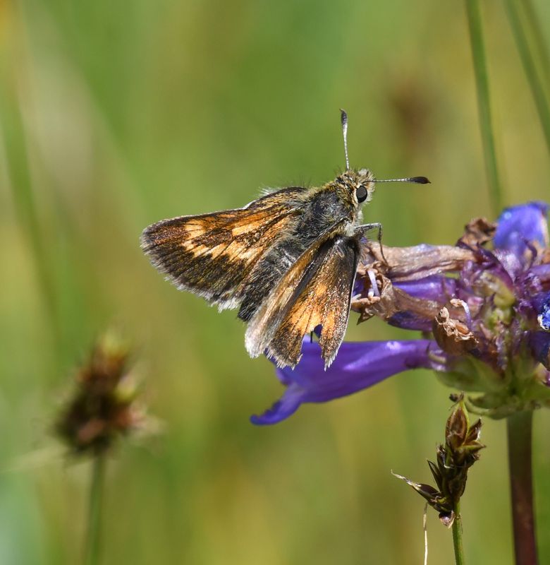 Mardon Skipper: Polites mardon
