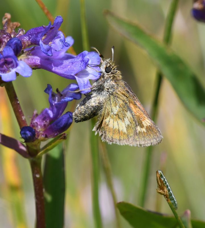 Mardon Skipper: Polites mardon