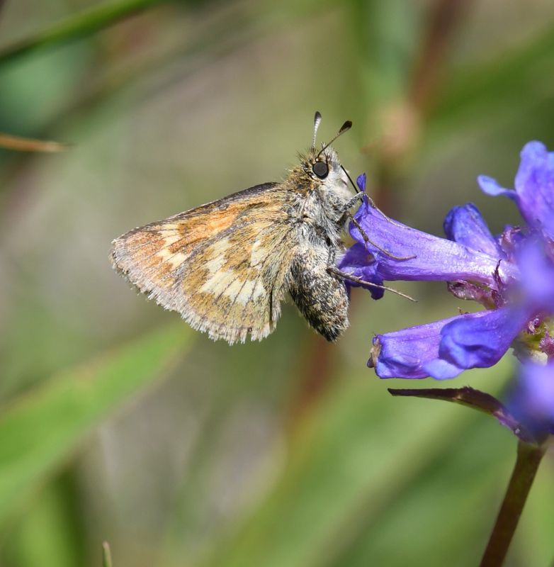 Mardon Skipper: Polites mardon