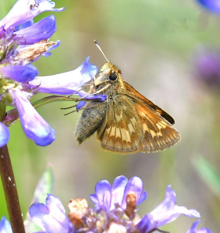 Mardon Skipper: Polites mardon