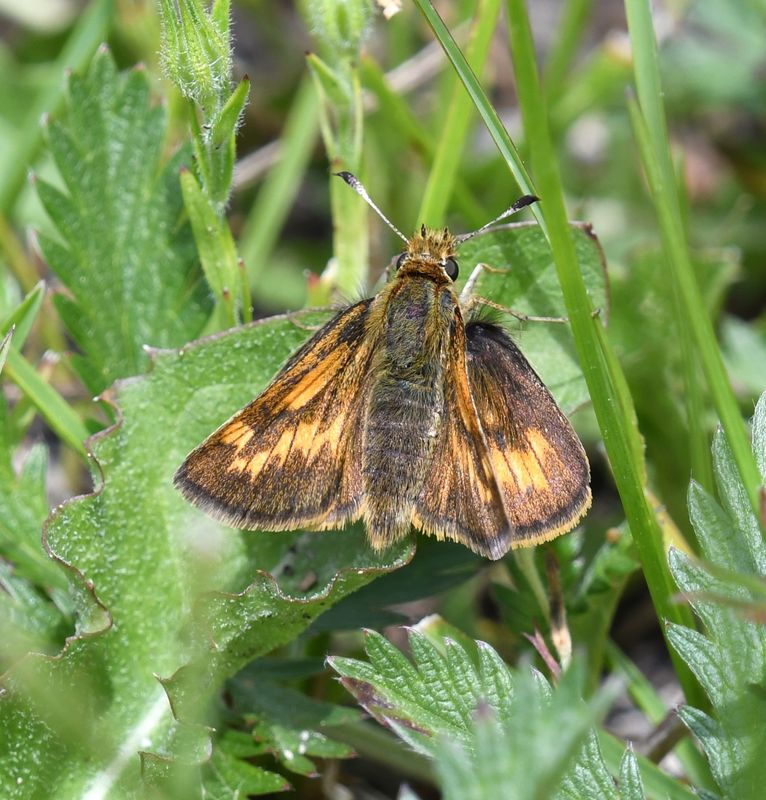 Mardon Skipper: Polites mardon