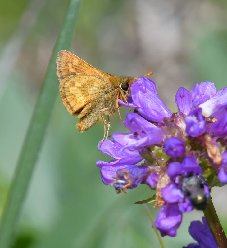 Mardon Skipper: Polites mardon