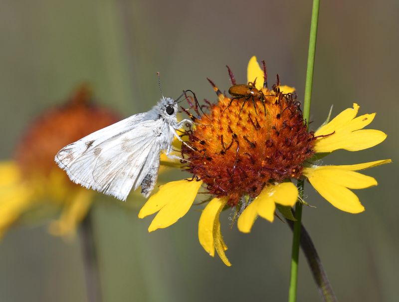 Northern White Skipper: Heliopetes ericetorum