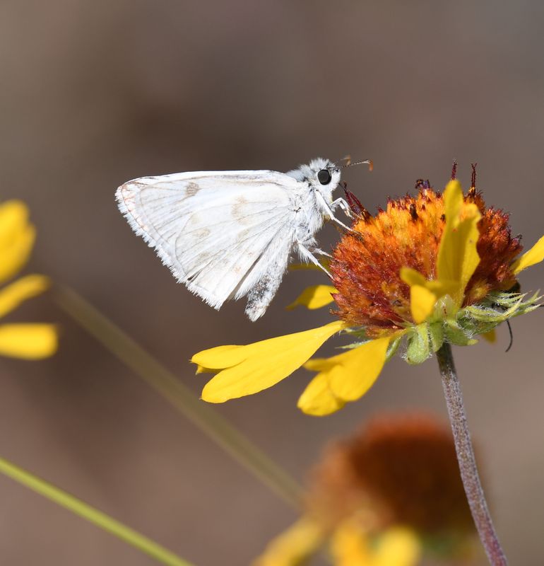 Northern White Skipper: Heliopetes ericetorum