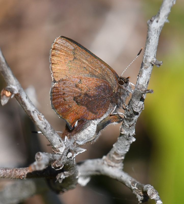 Brown Elfin: Callophrys augustinus