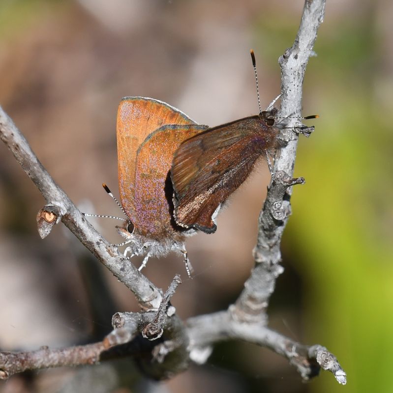 Brown Elfin: Callophrys augustinus