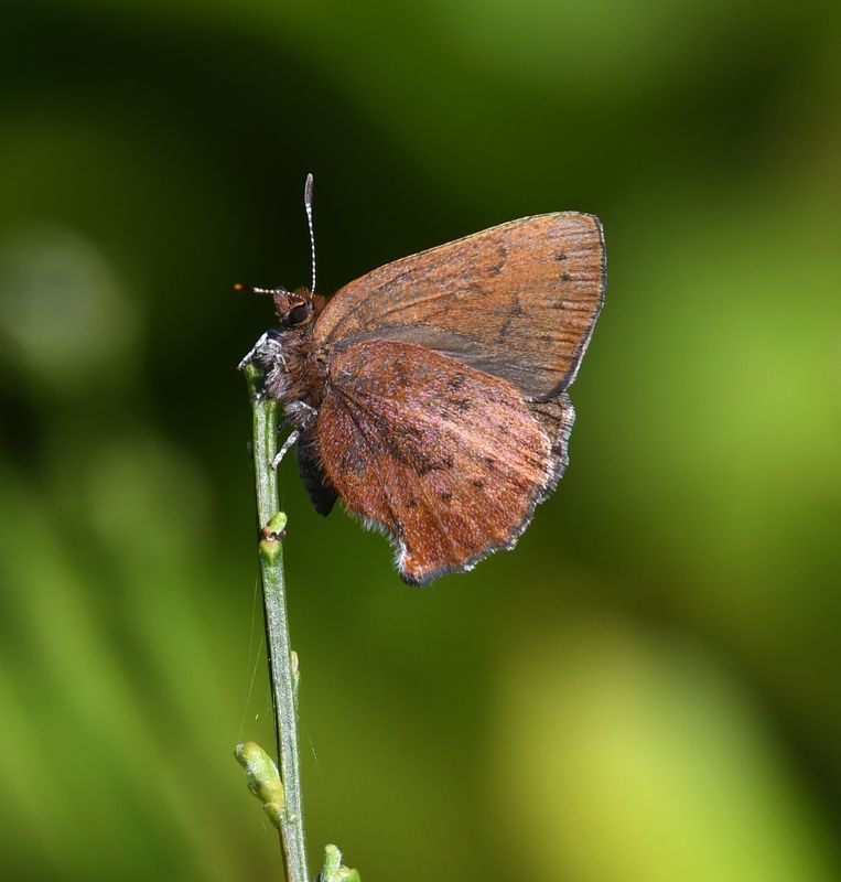 Brown Elfin: Callophrys augustinus