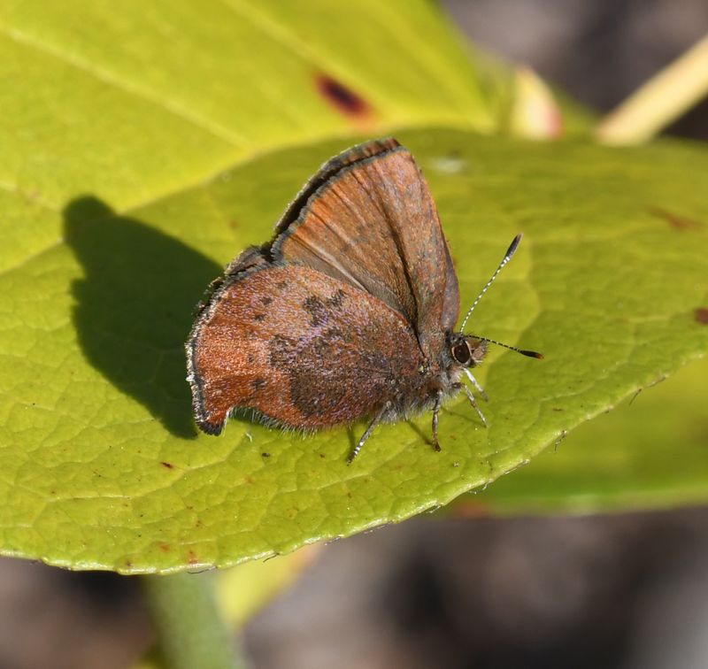 Brown Elfin: Callophrys augustinus
