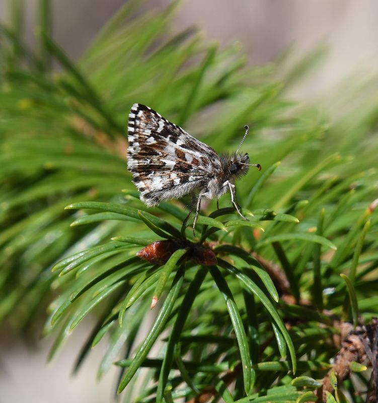 Two-banded Checkered Skipper: Pyrgus ruralis