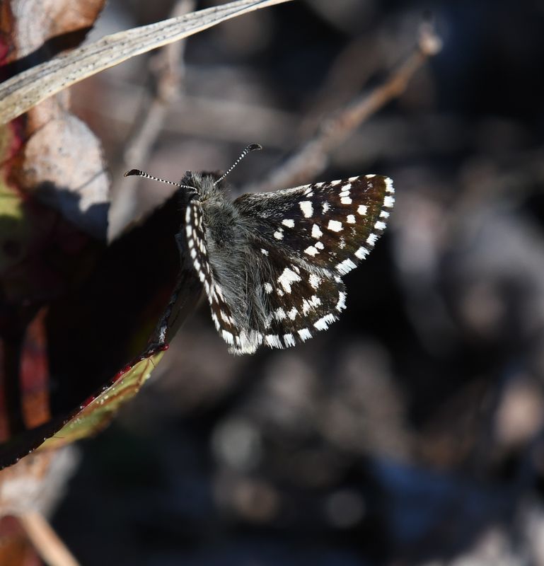 Two-banded Checkered Skipper: Pyrgus ruralis