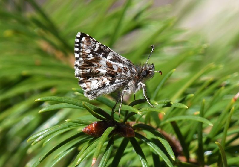 Two-banded Checkered Skipper: Pyrgus ruralis