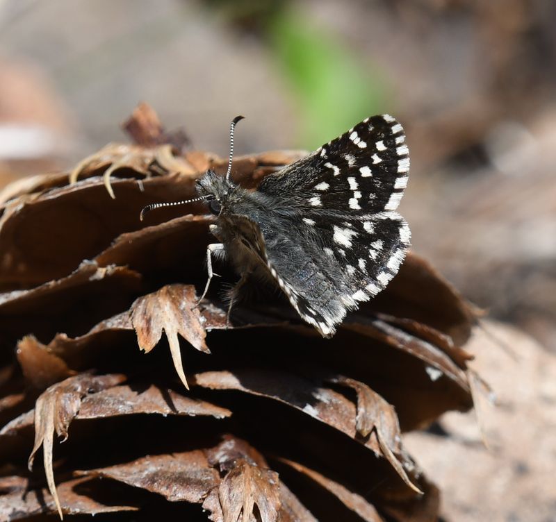 Two-banded Checkered Skipper: Pyrgus ruralis