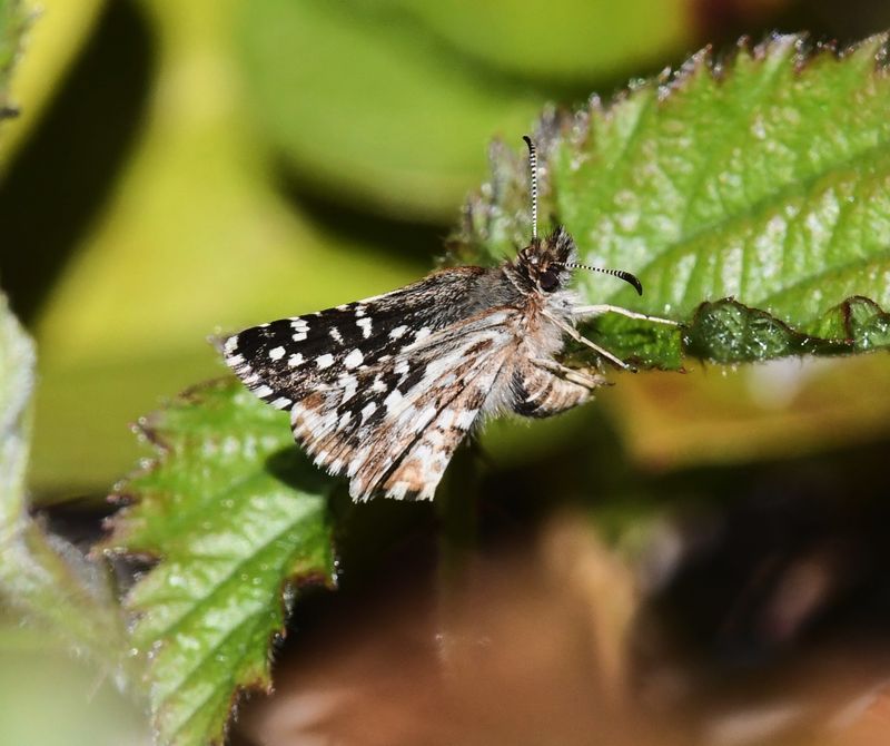 Two-banded Checkered Skipper: Pyrgus ruralis