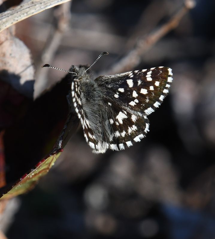 Two-banded Checkered Skipper: Pyrgus ruralis