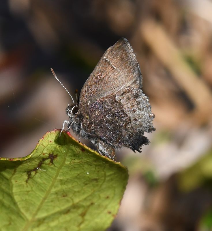 Hoary Elfin: Callophrys polios