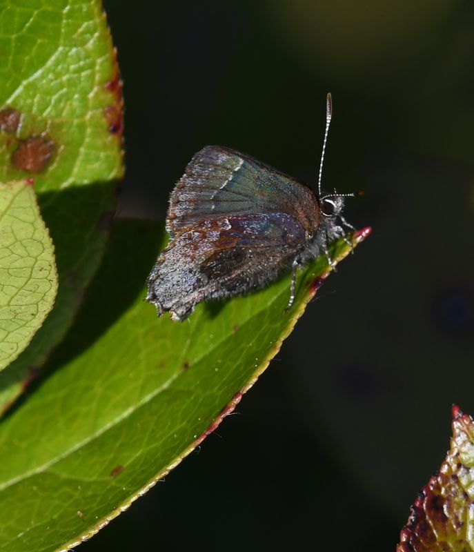 Hoary Elfin: Callophrys polios