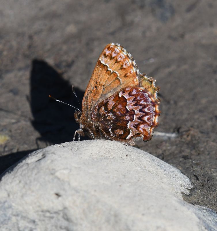 Western Pine Elfin: Callophrys eryphon