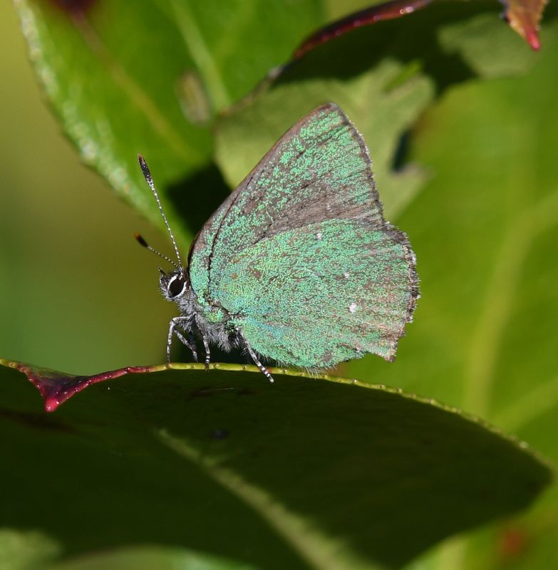 Bramble Green Elfin: Callophrys dumetorum