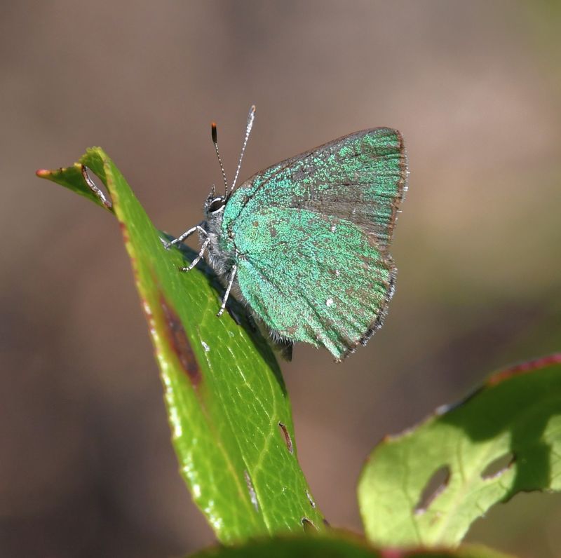 Bramble Green Elfin: Callophrys dumetorum