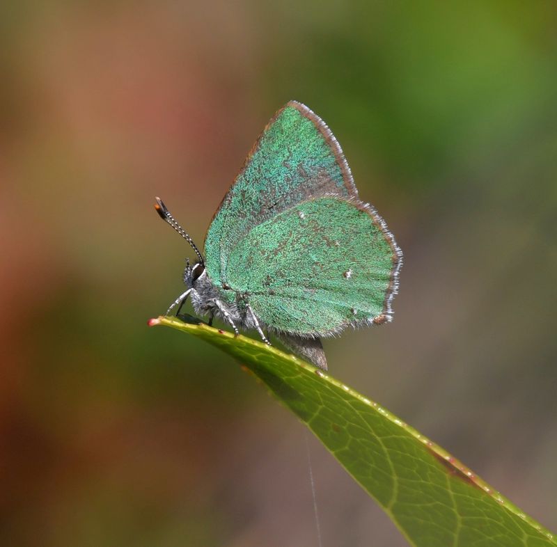 Bramble Green Elfin: Callophrys dumetorum