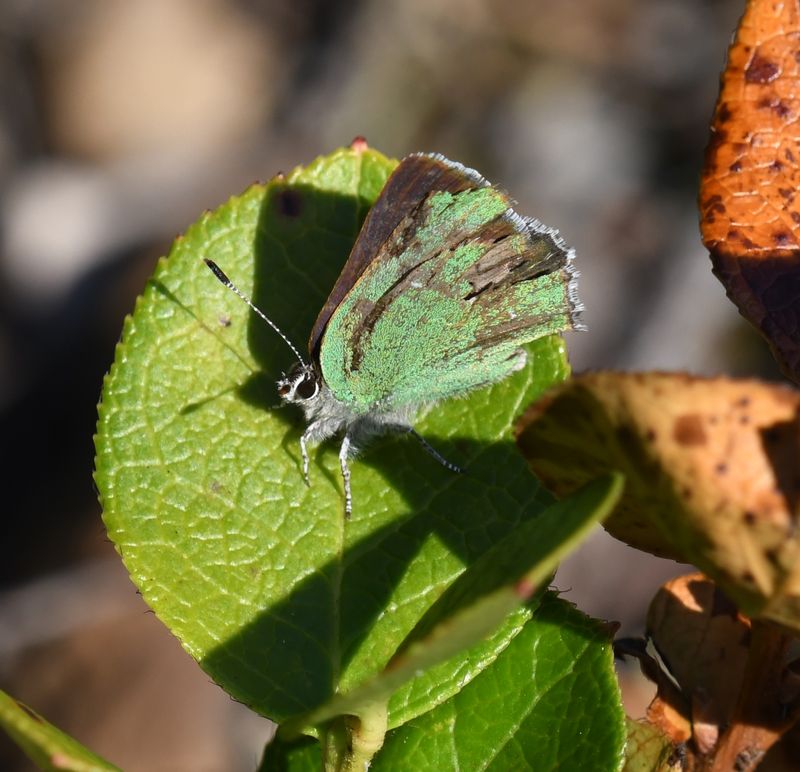 Bramble Green Elfin: Callophrys dumetorum