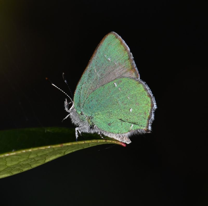Elfin, Bramble Green
