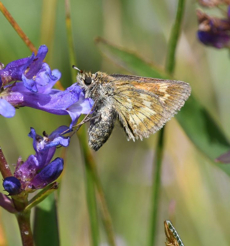 Mardon Skipper: Polites mardon