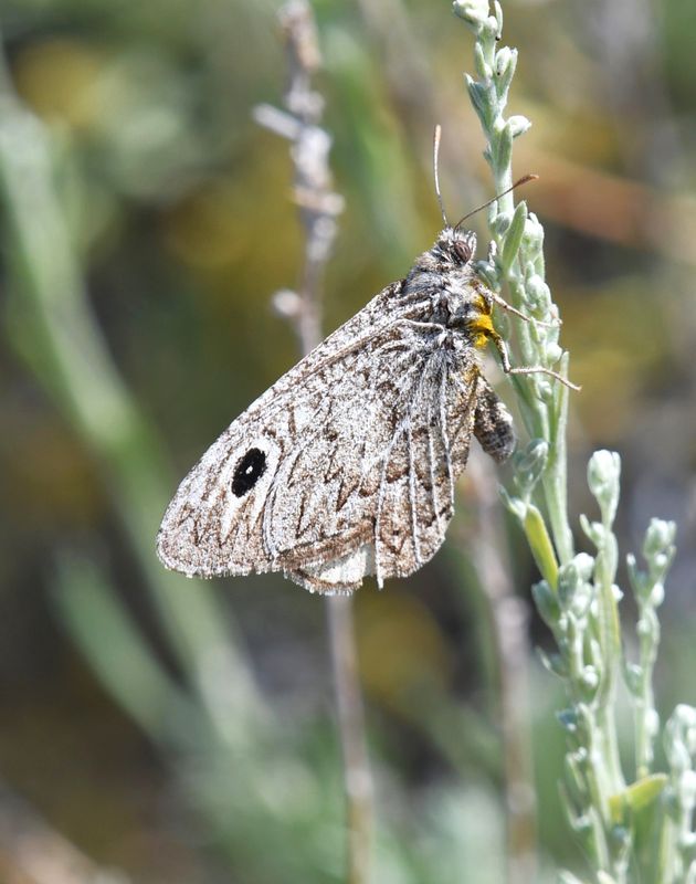 Ridings' Satyr: Neominois ridingsii