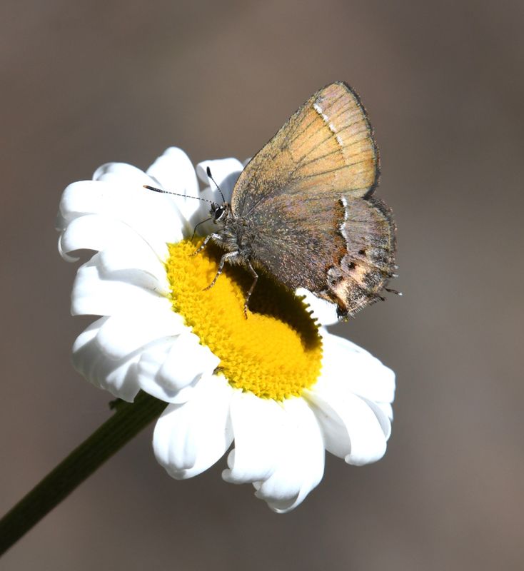 Nelson's Hairstreak: Callophrys nelsoni