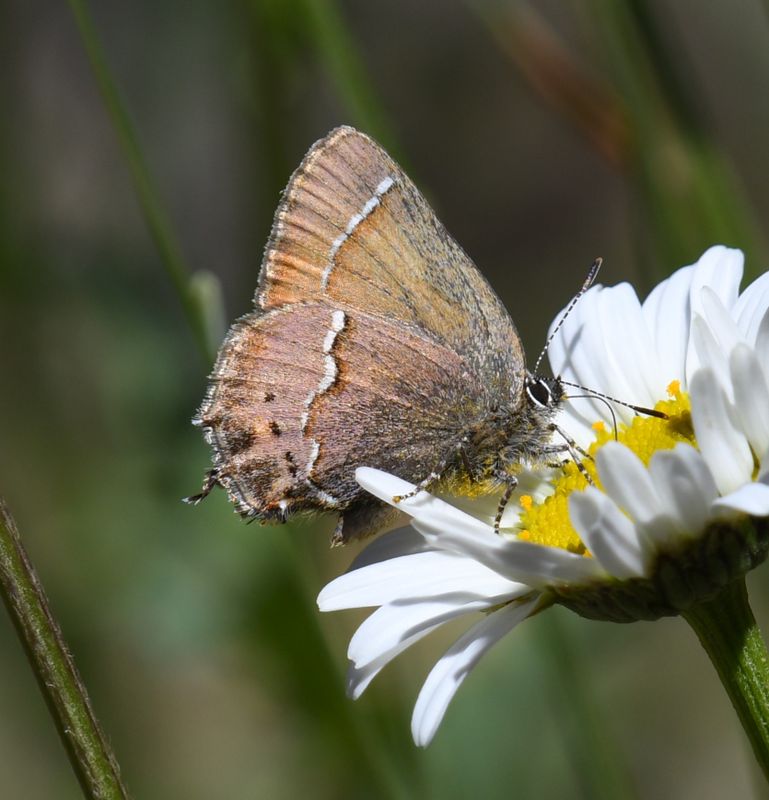 Nelson's Hairstreak: Callophrys nelsoni
