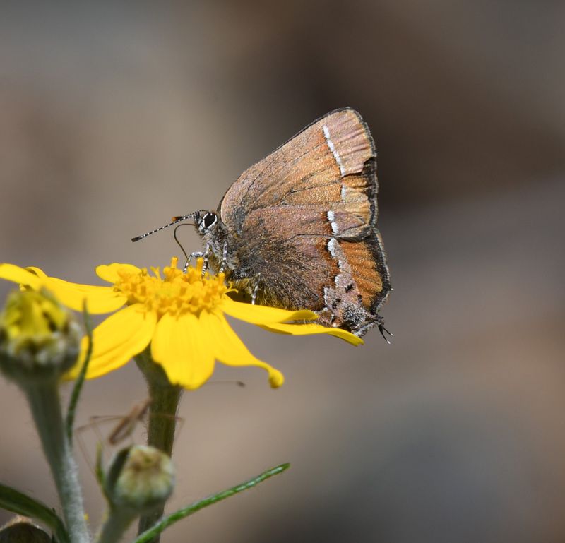 Nelson's Hairstreak: Callophrys nelsoni