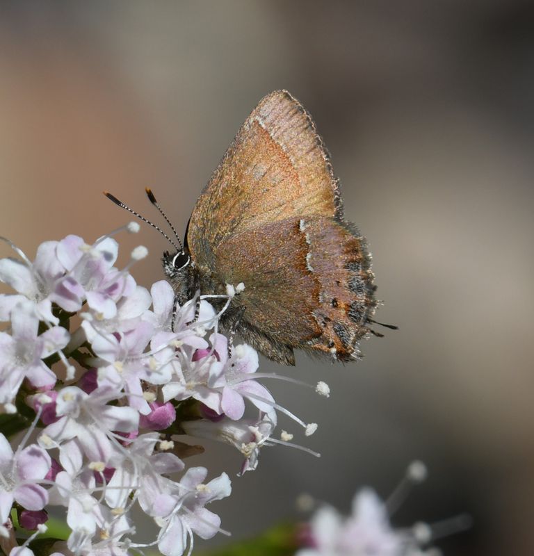 Nelson's Hairstreak: Callophrys nelsoni