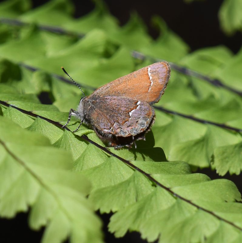 Nelson's Hairstreak: Callophrys nelsoni